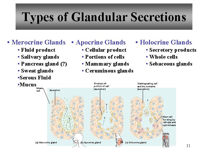 Types of Glandular Secretions • Merocrine Glands • Apocrine Glands • Fluid product •