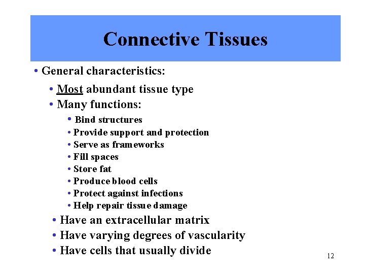 Connective Tissues • General characteristics: • Most abundant tissue type • Many functions: •