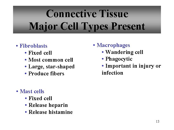 Connective Tissue Major Cell Types Present • Fibroblasts • Fixed cell • Most common