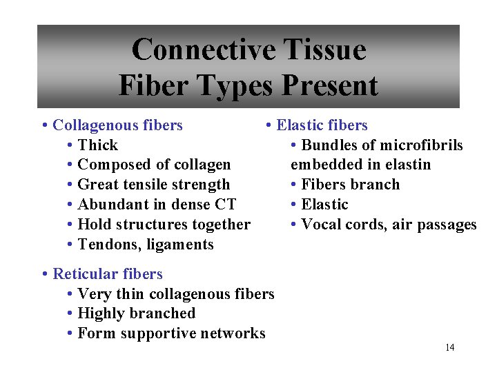 Connective Tissue Fiber Types Present • Collagenous fibers • Elastic fibers • Thick •