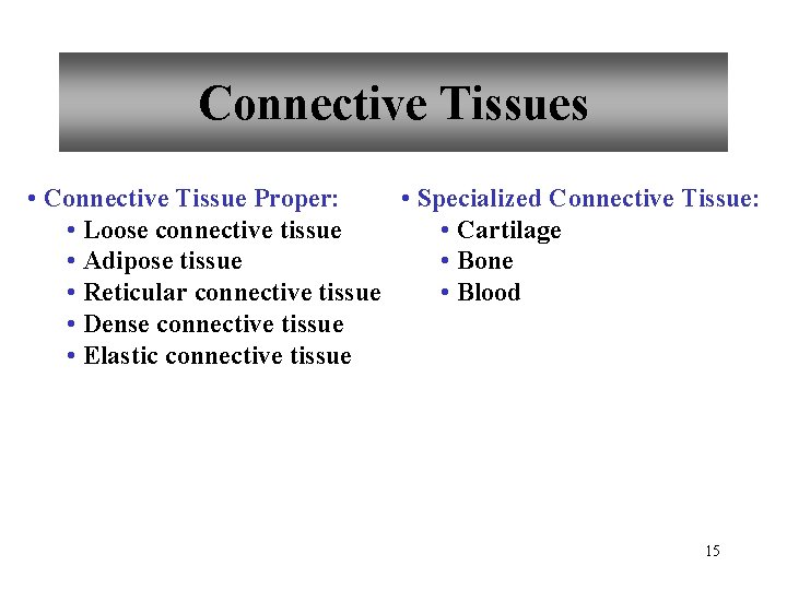 Connective Tissues • Connective Tissue Proper: • Specialized Connective Tissue: • Loose connective tissue