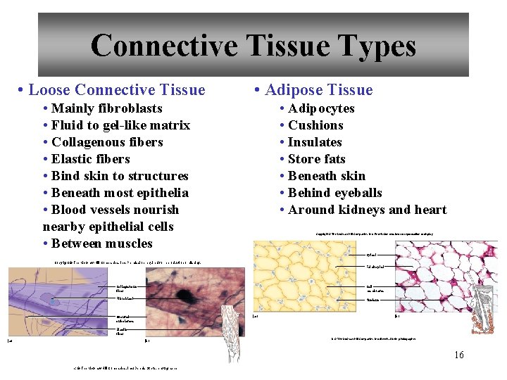 Connective Tissue Types • Loose Connective Tissue • Adipose Tissue • Mainly fibroblasts •