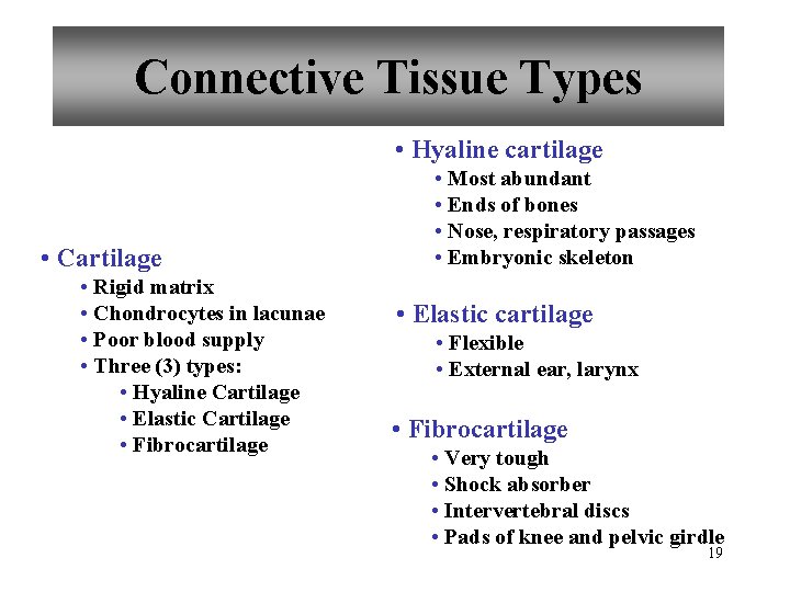 Connective Tissue Types • Hyaline cartilage • Cartilage • Rigid matrix • Chondrocytes in