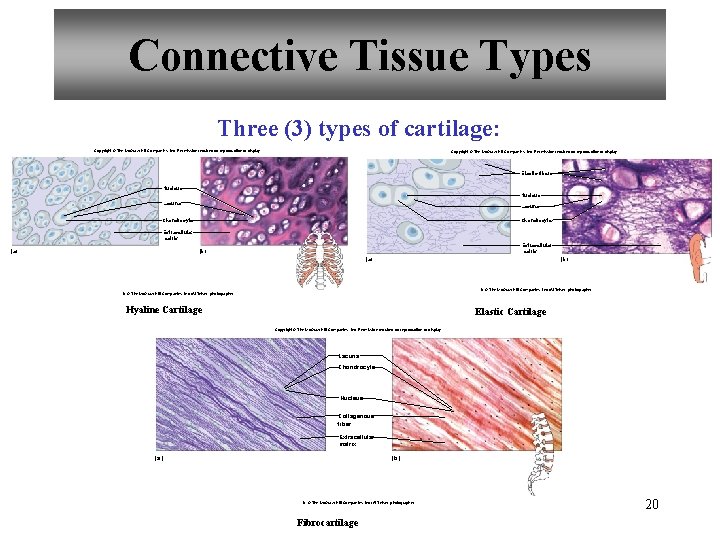 Connective Tissue Types Three (3) types of cartilage: Copyright © The Mc. Graw-Hill Companies,