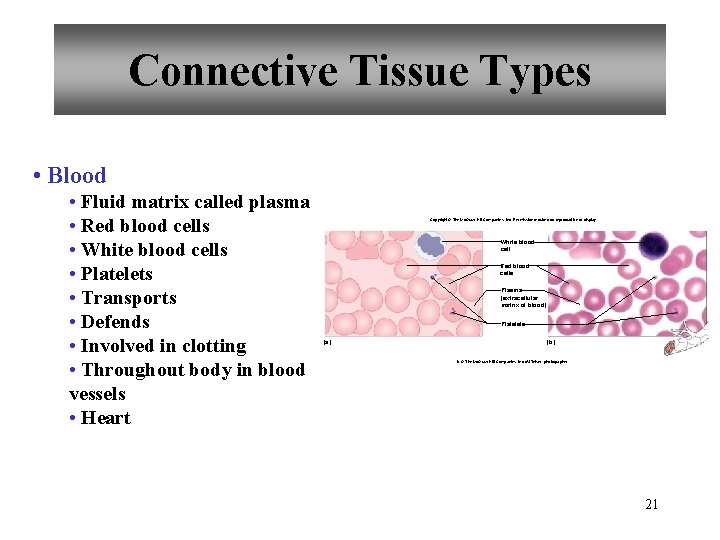 Connective Tissue Types • Blood • Fluid matrix called plasma • Red blood cells