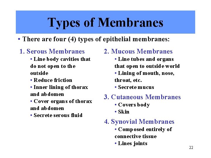 Types of Membranes • There are four (4) types of epithelial membranes: 1. Serous