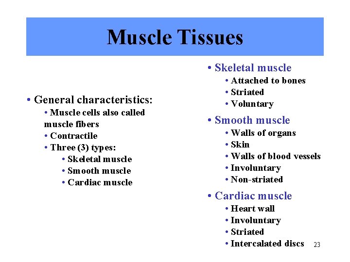 Muscle Tissues • Skeletal muscle • General characteristics: • Muscle cells also called muscle