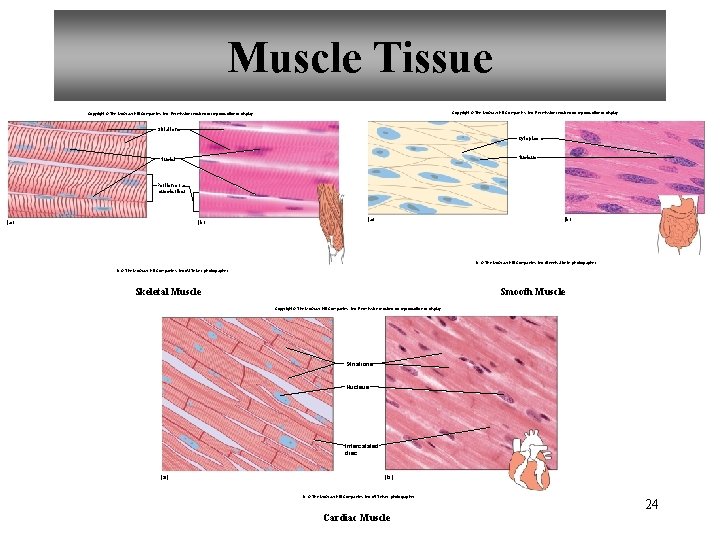 Muscle Tissue Copyright © The Mc. Graw-Hill Companies, Inc. Permission required for reproduction or