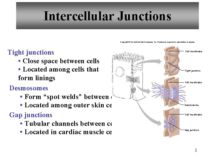 Intercellular Junctions Copyright © The Mc. Graw-Hill Companies, Inc. Permission required for reproduction or