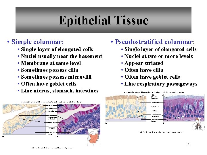 Epithelial Tissue • Simple columnar: • Pseudostratified columnar: • Single layer of elongated cells
