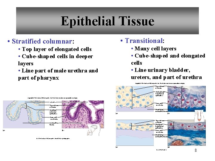 Epithelial Tissue • Transitional: • Stratified columnar: • Many cell layers • Cube-shaped and