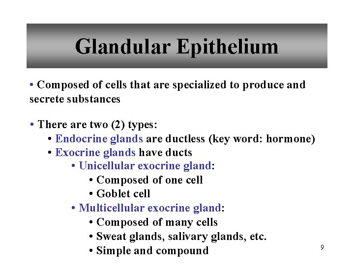 Glandular Epithelium • Composed of cells that are specialized to produce and secrete substances