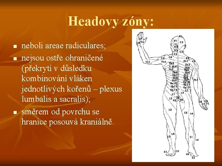 Headovy zóny: n neboli areae radiculares; nejsou ostře ohraničené (překrytí v důsledku kombinování vláken