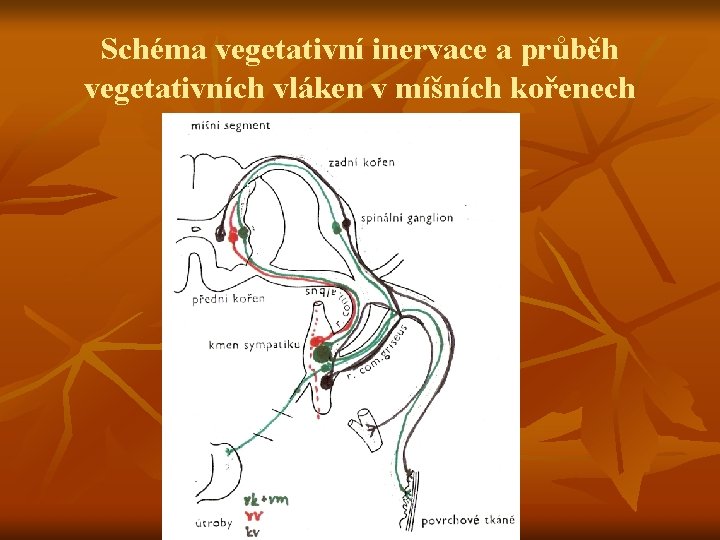 Schéma vegetativní inervace a průběh vegetativních vláken v míšních kořenech 