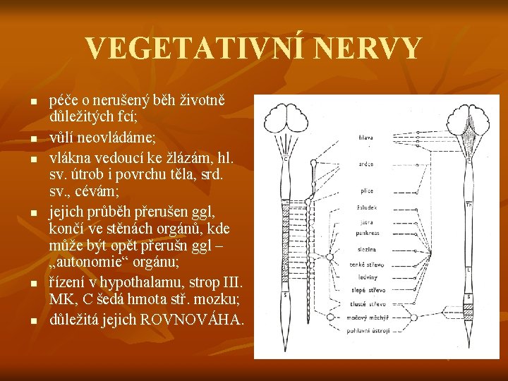 VEGETATIVNÍ NERVY n n n péče o nerušený běh životně důležitých fcí; vůlí neovládáme;