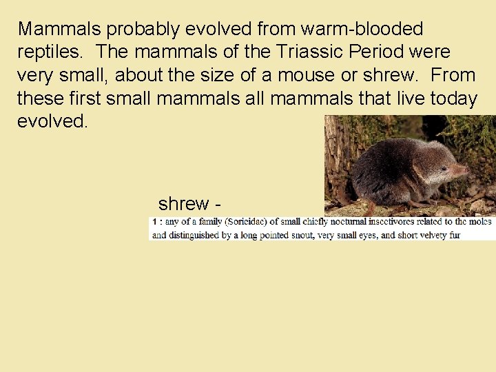 Mammals probably evolved from warm-blooded reptiles. The mammals of the Triassic Period were very
