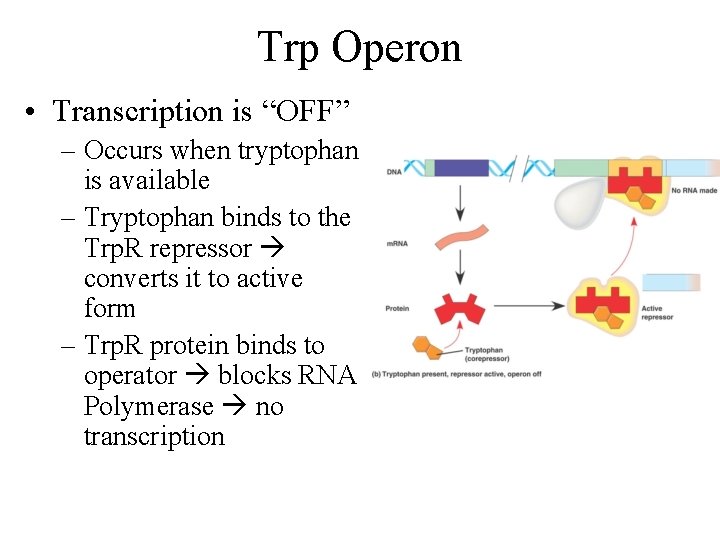 Trp Operon • Transcription is “OFF” – Occurs when tryptophan is available – Tryptophan
