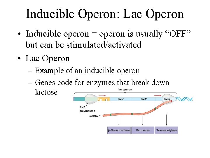 Inducible Operon: Lac Operon • Inducible operon = operon is usually “OFF” but can