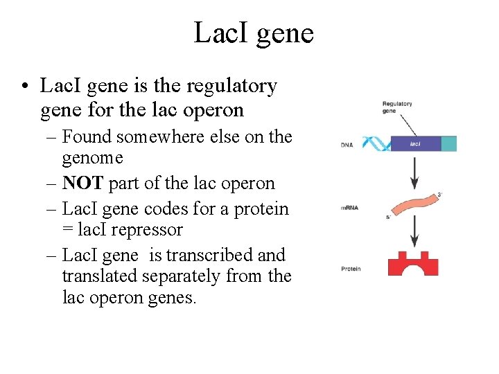 Lac. I gene • Lac. I gene is the regulatory gene for the lac