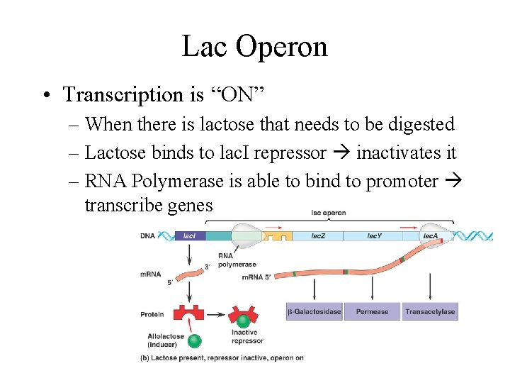 Lac Operon • Transcription is “ON” – When there is lactose that needs to