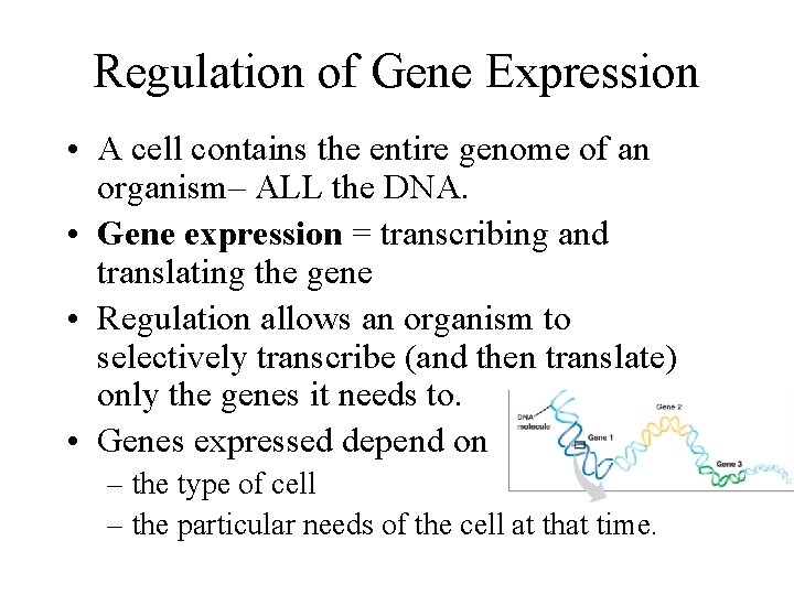 Regulation of Gene Expression • A cell contains the entire genome of an organism–