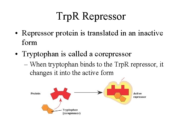 Trp. R Repressor • Repressor protein is translated in an inactive form • Tryptophan