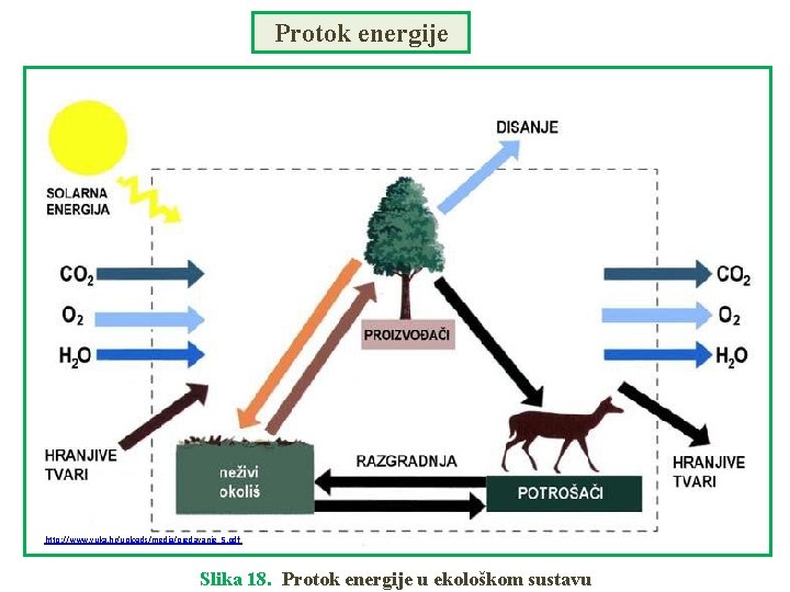 Protok energije http: //www. vuka. hr/uploads/media/predavanje_5. pdf Slika 18. Protok energije u ekološkom sustavu