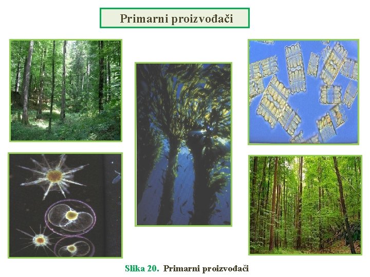 Primarni proizvođači Slika 20. Primarni proizvođači 
