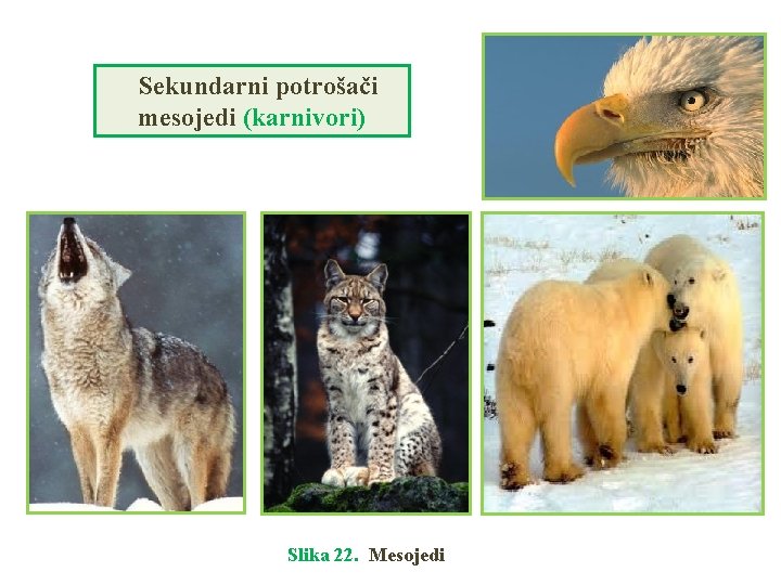 Sekundarni potrošači mesojedi (karnivori) Slika 22. Mesojedi 