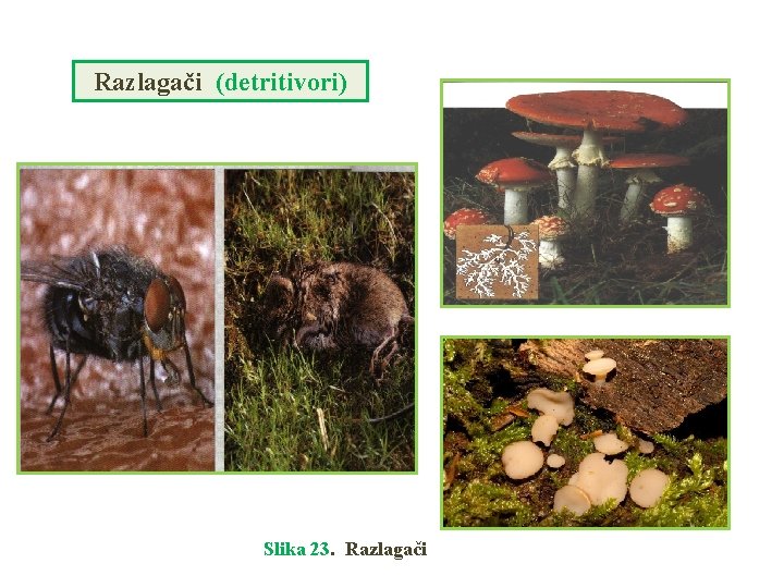 Razlagači (detritivori) Slika 23. Razlagači 