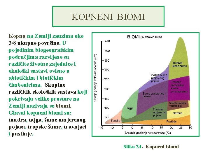 KOPNENI BIOMI Kopno na Zemlji zauzima oko 3/8 ukupne površine. U pojedinim biogeografskim područjima