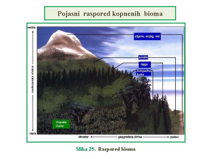 Pojasni raspored kopnenih bioma Slika 25. Raspored bioma 