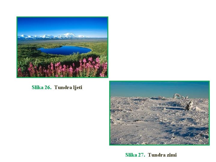 Slika 26. Tundra ljeti Slika 27. Tundra zimi 