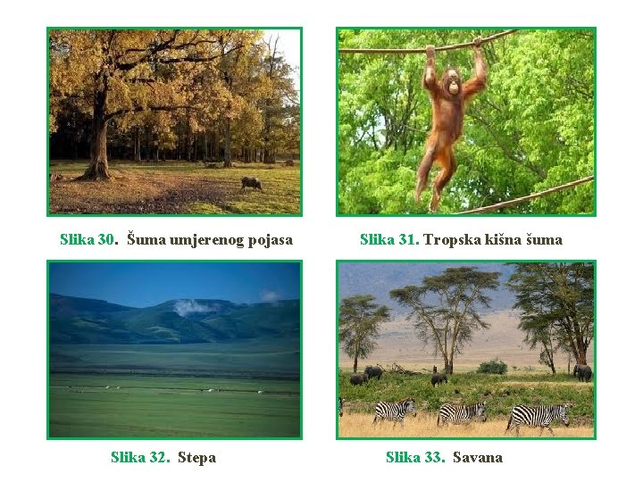 Slika 30. Šuma umjerenog pojasa Slika 32. Stepa Slika 31. Tropska kišna šuma Slika