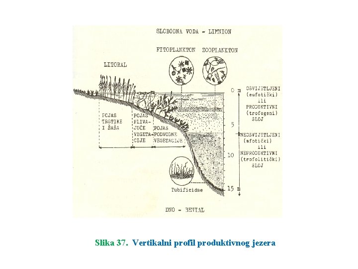 Slika 37. Vertikalni profil produktivnog jezera 
