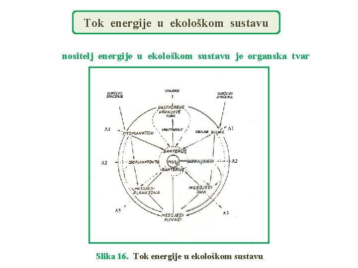 Tok energije u ekološkom sustavu nositelj energije u ekološkom sustavu je organska tvar Slika