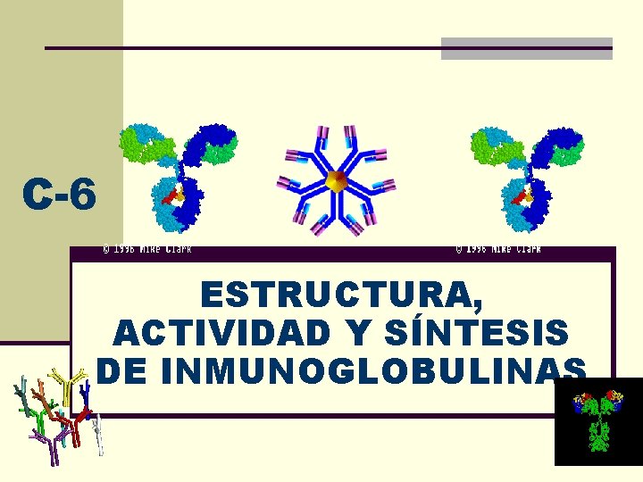 C-6 ESTRUCTURA, ACTIVIDAD Y SÍNTESIS DE INMUNOGLOBULINAS 