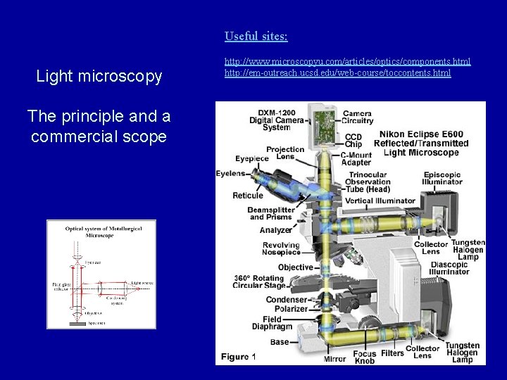 Useful sites: Light microscopy The principle and a commercial scope http: //www. microscopyu. com/articles/optics/components. Useful sites: Light microscopy The principle and a commercial scope http: //www. microscopyu. com/articles/optics/components.