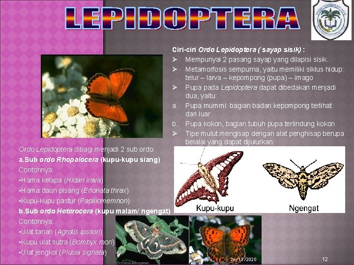 Ordo Lepidoptera dibagi menjadi 2 sub ordo: Ciri-ciri Ordo Lepidoptera ( sayap sisik) :