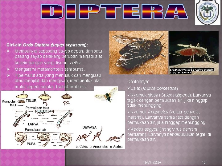 Ciri-ciri Ordo Diptera (sayap sepasang): Ø Mempunyai sepasang sayap depan, dan satu pasang sayap