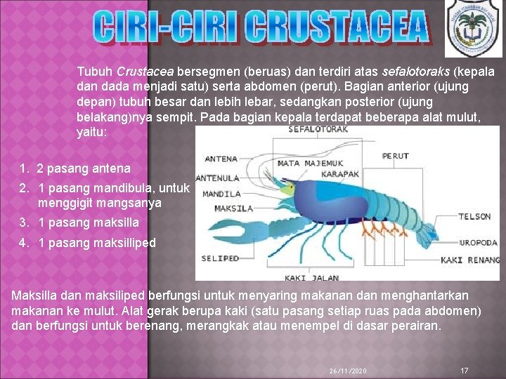 Tubuh Crustacea bersegmen (beruas) dan terdiri atas sefalotoraks (kepala dan dada menjadi satu) serta