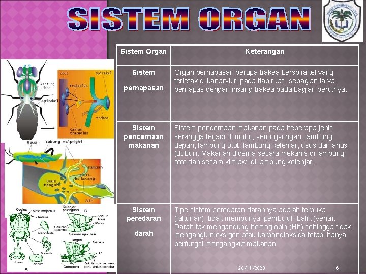 Sistem Organ Sistem pernapasan Keterangan Organ pernapasan berupa trakea berspirakel yang terletak di kanan-kiri