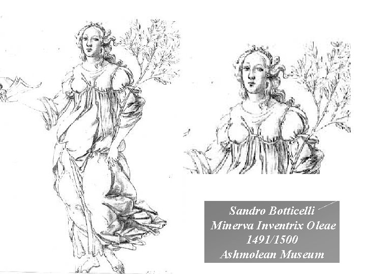 Sandro Botticelli Minerva Inventrix Oleae 1491/1500 Ashmolean Museum 