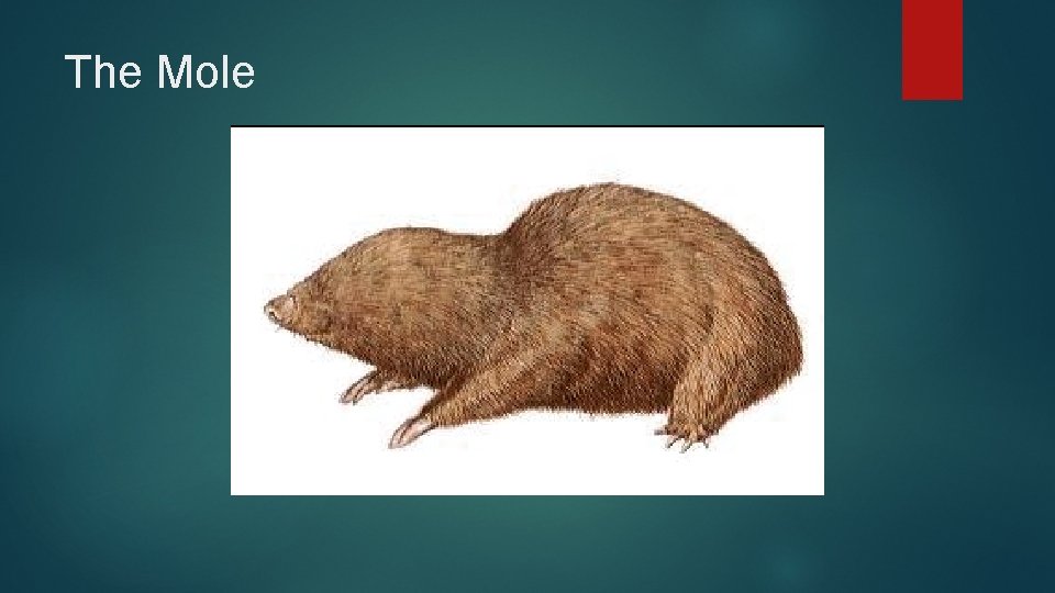 The Mole 