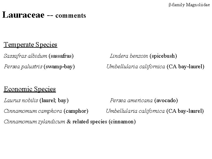 -family Magnoliidae Lauraceae -- comments Temperate Species Sassafras albidum (sassafras) Persea palustris (swamp-bay) -family Magnoliidae Lauraceae -- comments Temperate Species Sassafras albidum (sassafras) Persea palustris (swamp-bay)