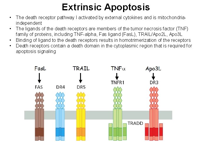 Extrinsic Apoptosis • • The death receptor pathway I activated by external cytokines and
