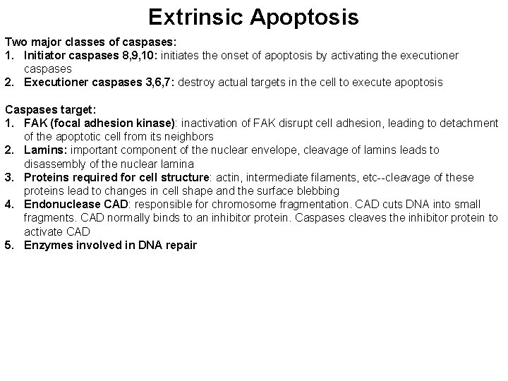 Extrinsic Apoptosis Two major classes of caspases: 1. Initiator caspases 8, 9, 10: initiates