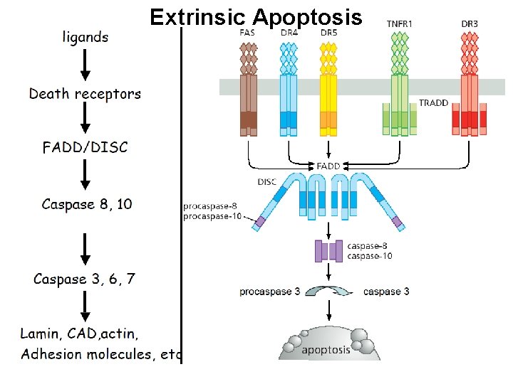 Extrinsic Apoptosis 