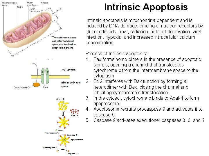 Intrinsic Apoptosis Intrinsic apoptosis is mitochondria-dependent and is induced by DNA damage, binding of