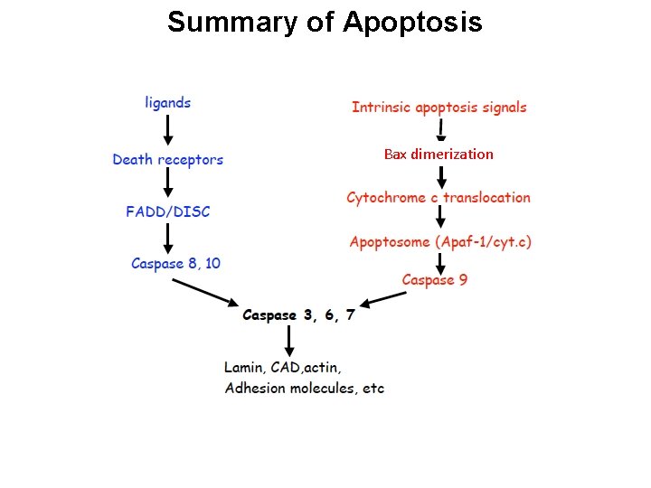 Summary of Apoptosis Bax dimerization 